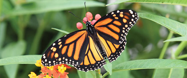 Niagara Parks Butterfly Conservatory Niagara Falls - Hotels in Niagara Falls