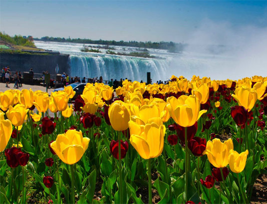 Niagara Tulips Beside Horseshoe Falls - Hotels in Niagara Falls